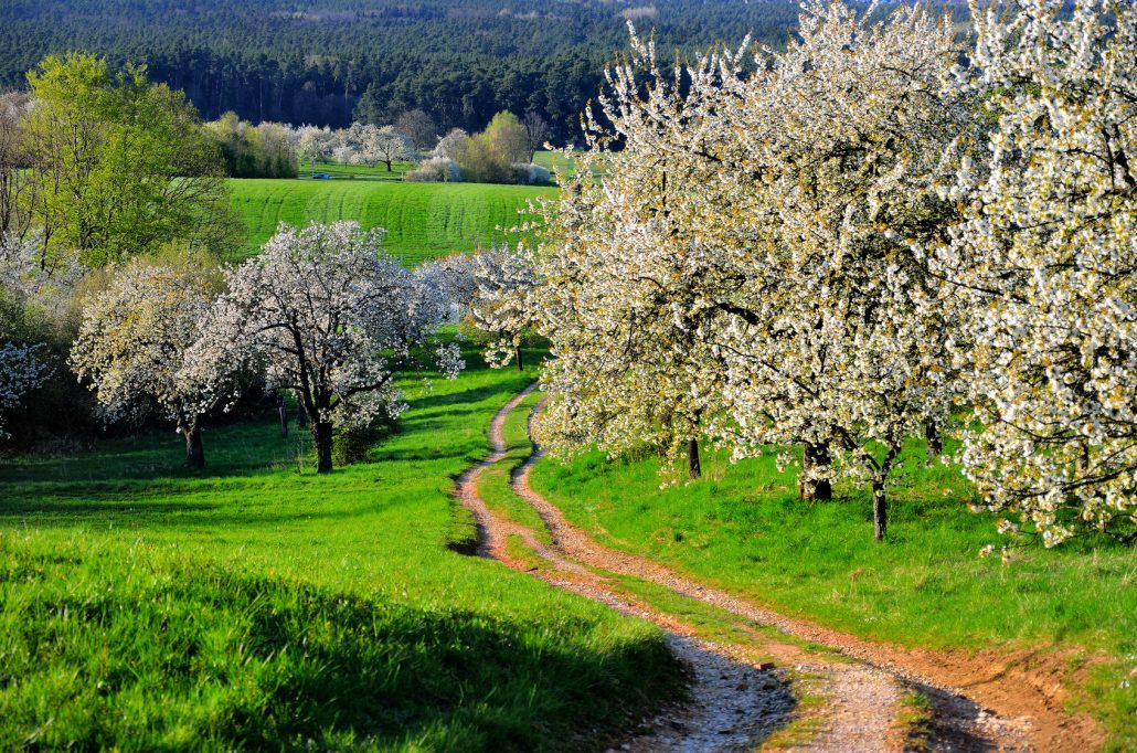 Kirschbaumblüte